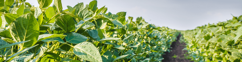 LIMA-GRAIN-SOYBEAN-P2.png